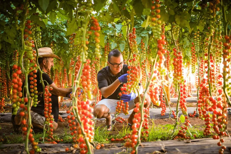 Manger local au printemps : Ces producteurs canadiens qui réinventent notre assiette